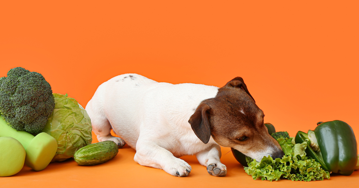 Dog_sniffing_fresh_green_veggie_ingredients. Homemade_dog_food_recipe_guide_from_Azestfor