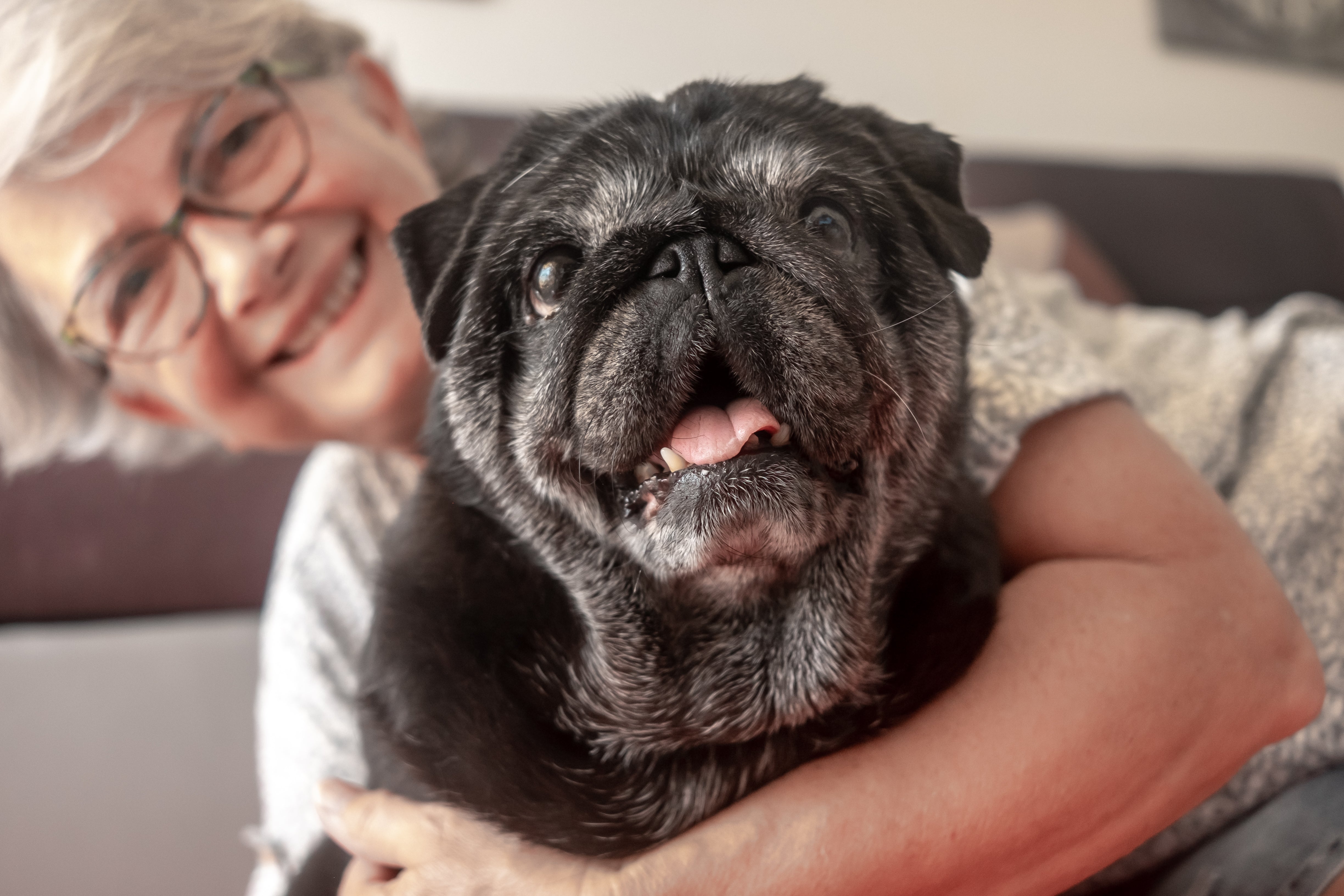 Senior dog, pug, with its senior owner. They are smiling and look directly at the camera. Dog has grey hair.