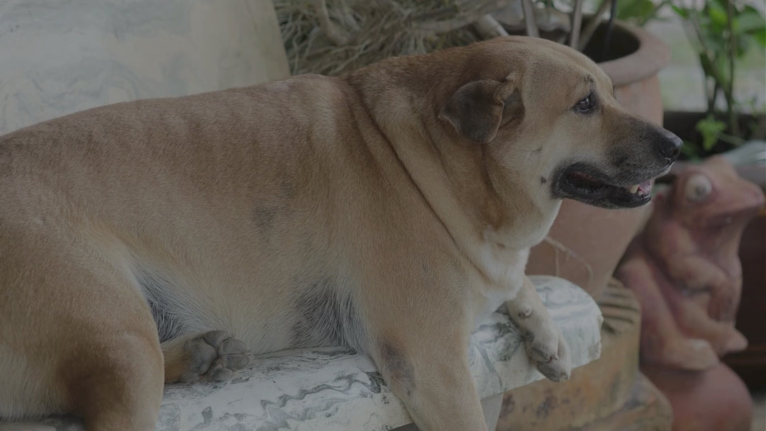 Vitamins For Homemade Dog Food