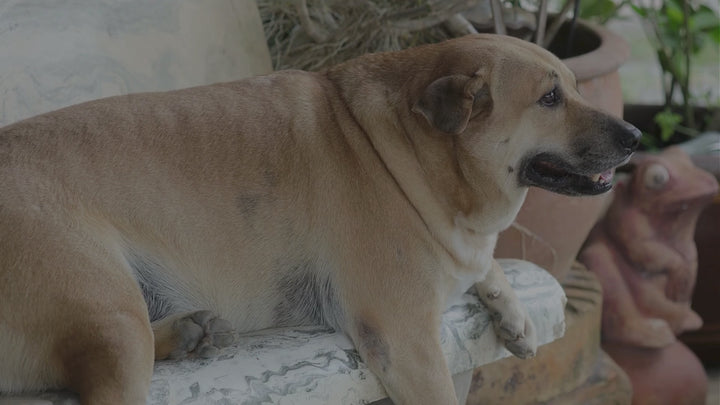 Vitamins For Homemade Dog Food