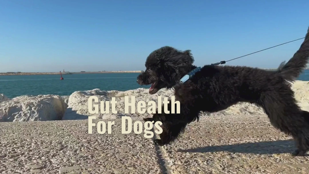 Gut Health For Dogs