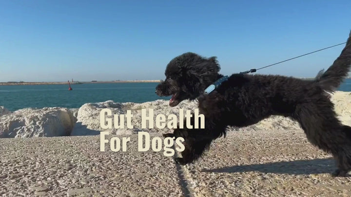 Gut Health For Dogs
