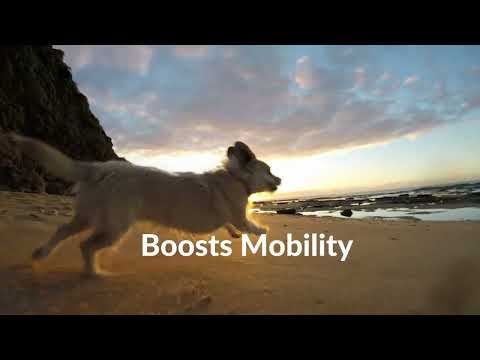 Video dog running on beach at sunset - feeling happy text on screen benefits of New Zealand green lipped mussel for dogs