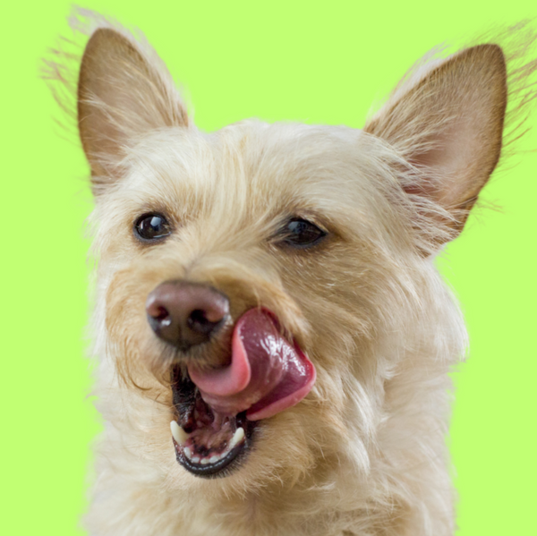 Dog with a happy expression on a green background
